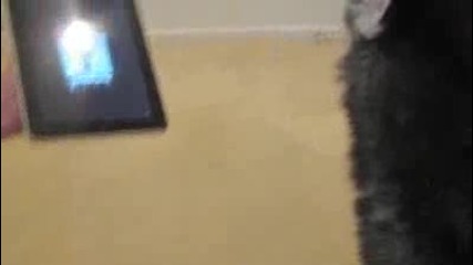 Husky Dog Sings with Apple ipad - Better than Bieber (now on itun 