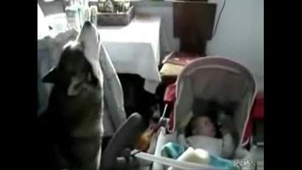 Куче пее и преспива бебе 