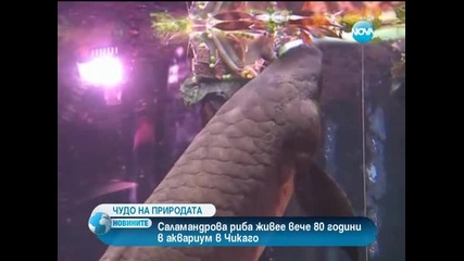 Риба отбеляза необичаен юбилей в Сащ