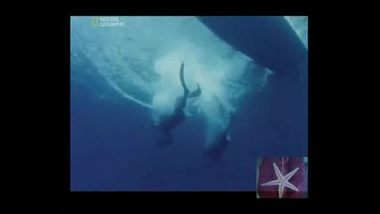 Чукоглавите акули - 1