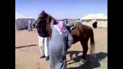Смях - Дебел арабин на кон :)