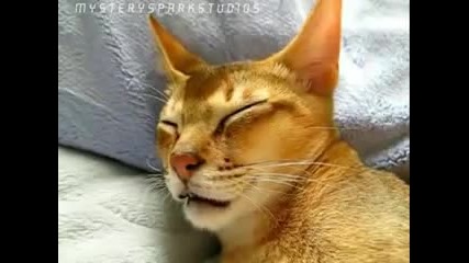 Котка,която говори на сън