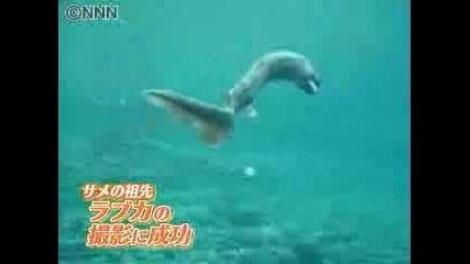Внимание !!!! беше заснета странна акула в Китай !!! полу змия,  полу акула !!