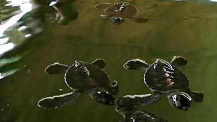 Новоизлюпени морски костенурчета ("Без багаж" еп.58 трейлър)