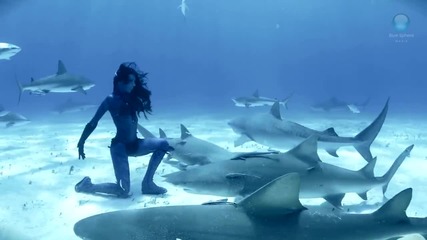 Подводен танц с тигрови акули ! Нещо невероятно !!!