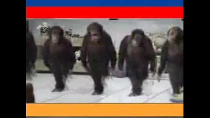 Маймуни Танцуват - Супер Смях!!!