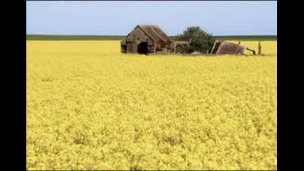 Sting - Fields Of Gold