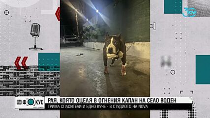 Намериха се осиновители за кучето Рая, което оцеля от пожарите във Воден