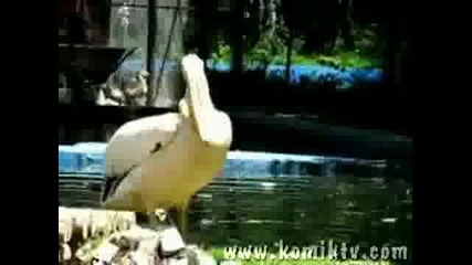 пеликан и голям залък