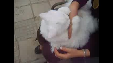Момиче Си Играе С Бяло Котенце