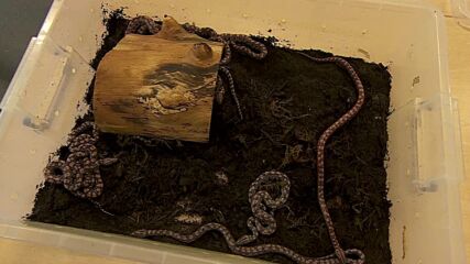 Змия, смятана за мъжка, роди 14 малки (ВИДЕО)