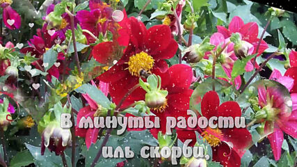 Вальс цветов. ❤️очень красивая музыкальная открытка! ❤️цветы в моем саду.❤️
