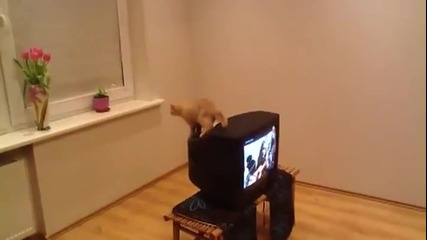Скок на котка