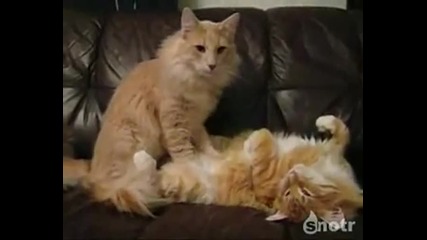 Котешки Масаж