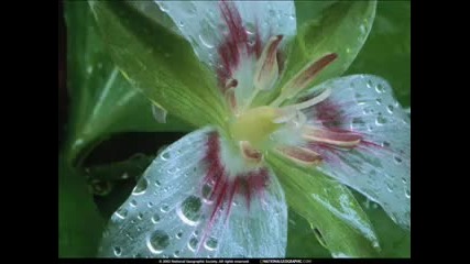 Secret Garden - Sonata