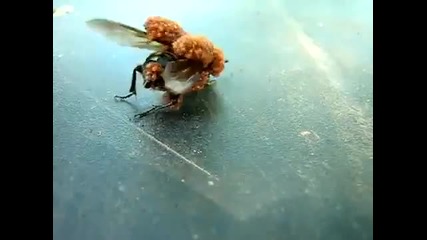Пчела царица нападната от армия паяци!