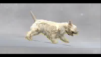 Dogs 101 - West Highland White Terrier 