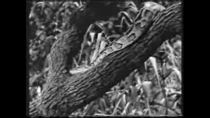 The Red Skyscrapers - Jungle Fantasy 1963