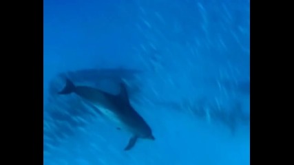 Съхрани! Земята е Красива: Океанска Мечта - Save! Beautiful Earth: Ocean Dream