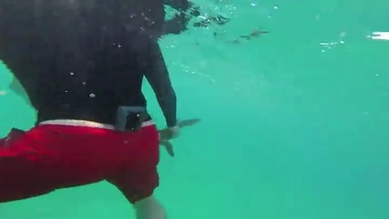 Малко бебе акула хапе леководолаз!