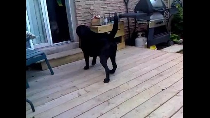 Cat and Mouse chase but with dogs