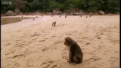 Monkey Cuisine - Secret Wilderness Japan - Bbc 
