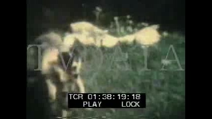 Двуглавото куче / a two - headed dog