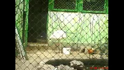 Снимки от зоогическата градина в град софия - 4 част