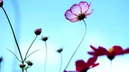 Andreas Vollenweider - Behind The Garden