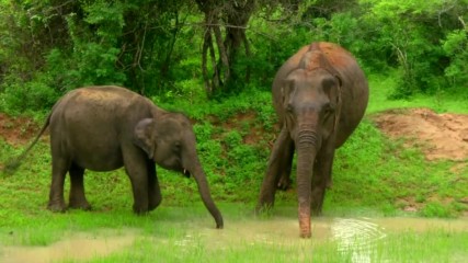 Грижата за слоновете в Шри Ланка ("Без багаж" еп.82)