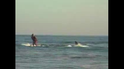 !!! Сърфиране Със Акула 