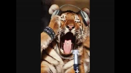 Funny Animals :d