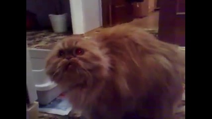 Demon Cat 