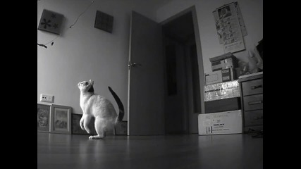 Скок на котка на забавен кадър!