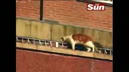 Тая Котка Се Мисли За Spiderman