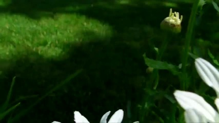 Hd Flowers in Macro Closeup on Sanyo Vpc - Fh1 Test 1080p 60fps downconverted for Youtube! 