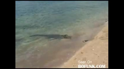Крокодилчето иска да открадне акулата. 