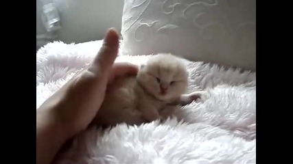 Сладко коте-бебе