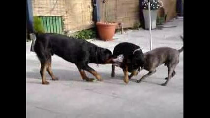 Rottweilers Vs Irishstaff Tug Of War