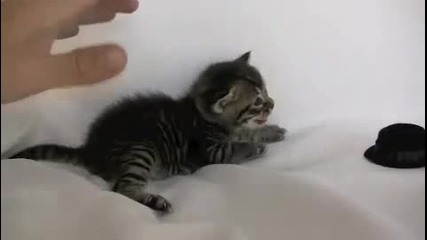 Това не е моето коте:)