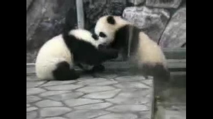 малки панди се боричкат 