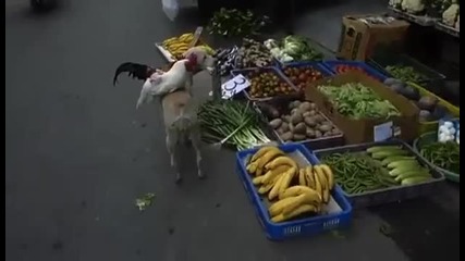 Куче продава пилета в Китай