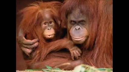 Animals Hd Wallpapers