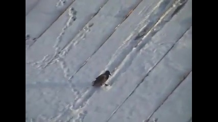 Врана се пързаля на покрив , като сноубордист!