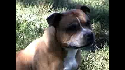 Staffordshire Bull Terrier