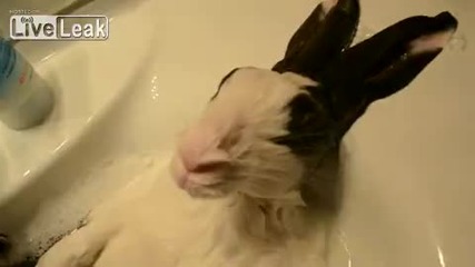 Сладко зайче си взима вана