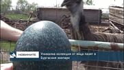 Уникална колекция от яйца пазят в Бургаския зоопарк