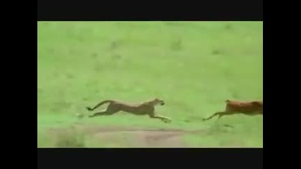 Top 10 the most beautiful animal hunts