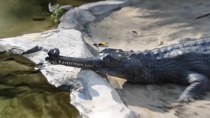 Индийски алигатор - гавиал 