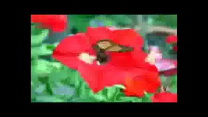 kristine-ill be your light